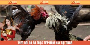 đá gà trực tiếp hôm nay