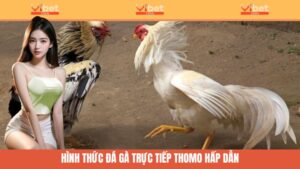 đá gà trực tiếp thomo