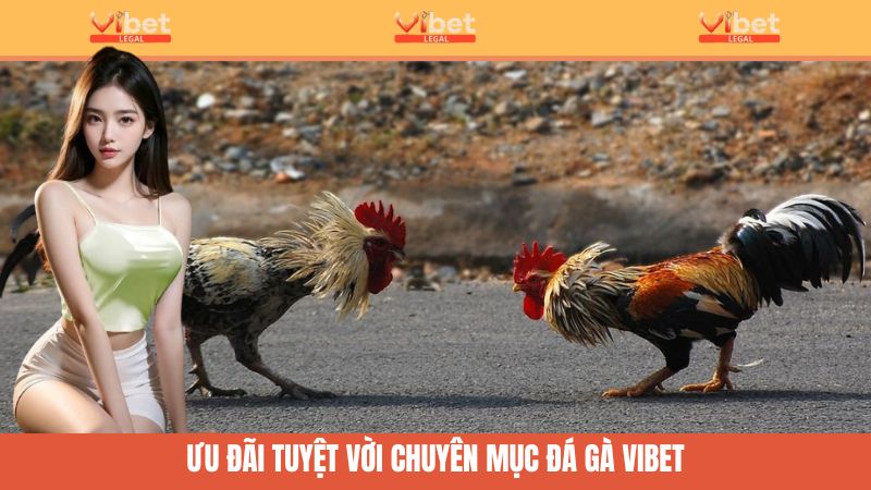 Đá Gà Trực Tiếp Thomo - Giải Mã Sàn Đấu Hấp Dẫn Của Vibet 3 Các chính sách khuyến mãi tuyệt vời đang chờ đón game thủ Vibet