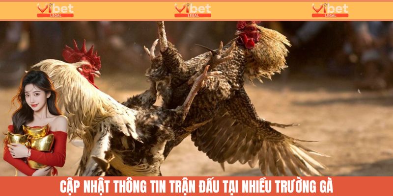 Đá Gà Trực Tiếp Hôm Nay: Cập Nhật 24/24 Tại Nhà Cái Vibet 5 Chuyên mục đá gà cập nhật các trận đấu tại nhiều trường gà lớn
