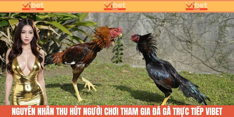 Đá Gà Trực Tiếp - Cược Nhanh, Thưởng Lớn Cùng Sân Chơi ViBet 2 Đá gà trực tiếp - những nguyên nhân thu hút người chơi tại Vibet
