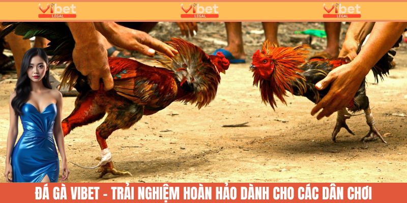 Đá gà Vibet - Sự lựa chọn hàng đầu của các dân chơi