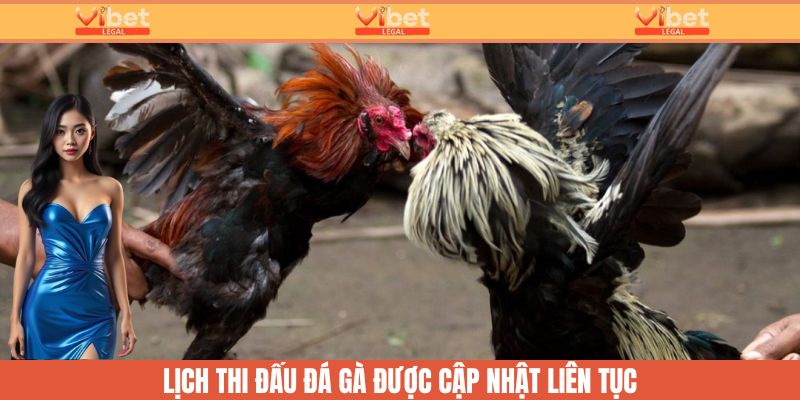 Lịch đá gà được cập nhật mỗi ngày