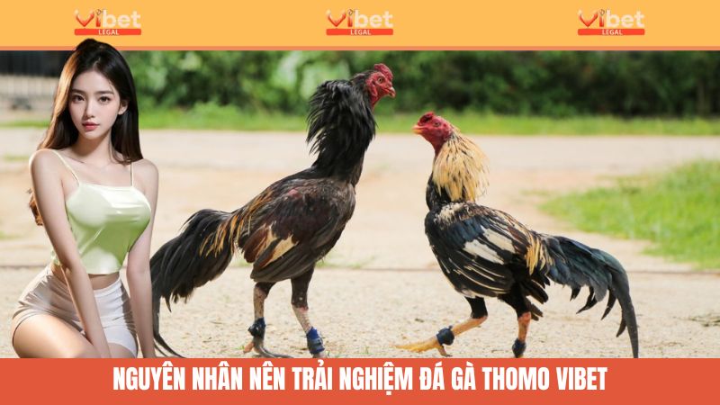 Đá Gà Trực Tiếp Thomo - Giải Mã Sàn Đấu Hấp Dẫn Của Vibet 2 Lý giải nguyên nhân người chơi nên tham gia đá gà trực tiếp Thomo