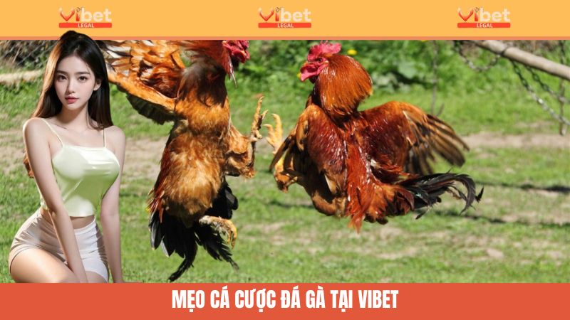 Đá Gà Trực Tiếp Thomo - Giải Mã Sàn Đấu Hấp Dẫn Của Vibet 4 Mẹo đặt cược đá gà bạn cần biết