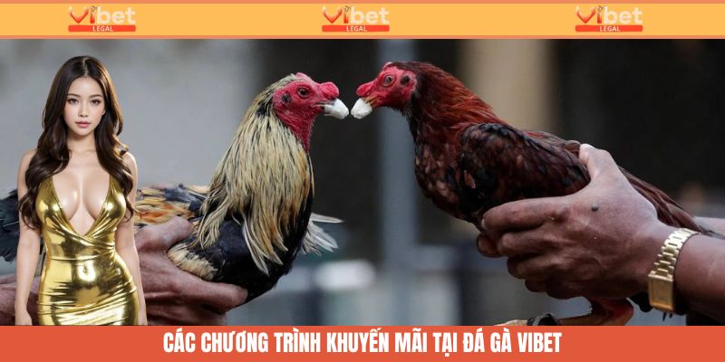 Đá Gà Trực Tiếp - Cược Nhanh, Thưởng Lớn Cùng Sân Chơi ViBet 4 Những khuyến mãi lớn tại chuyên mục cá cược trực tiếp đá gà Vibet