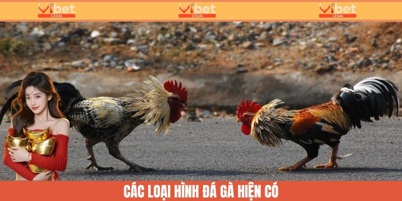 Đá Gà Trực Tiếp Hôm Nay: Cập Nhật 24/24 Tại Nhà Cái Vibet 3 Những loại hình đá gà đa dạng được cung cấp cho người chơi