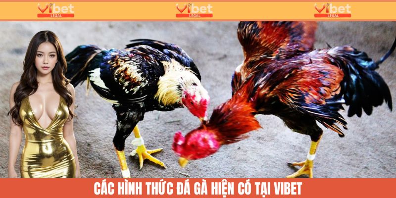 Đá Gà Trực Tiếp - Cược Nhanh, Thưởng Lớn Cùng Sân Chơi ViBet 3 Tham khảo các hình thức đá gà hiện có