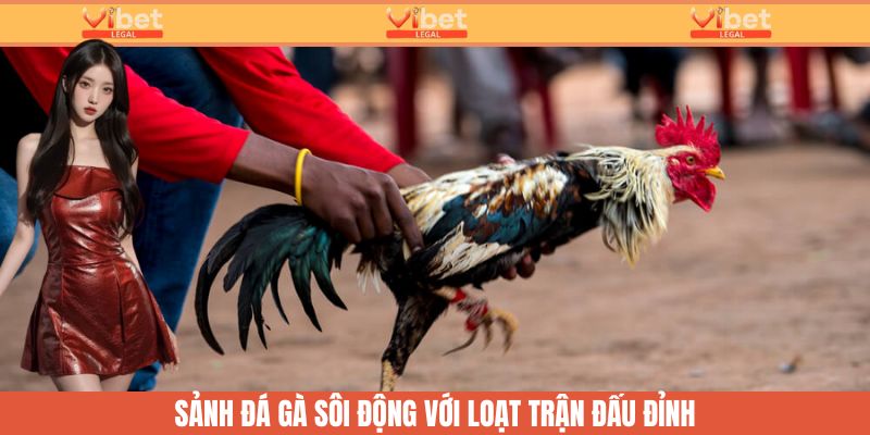 Sample Page 21 Loạt trận đấu đỉnh cao trong sảnh đá gà